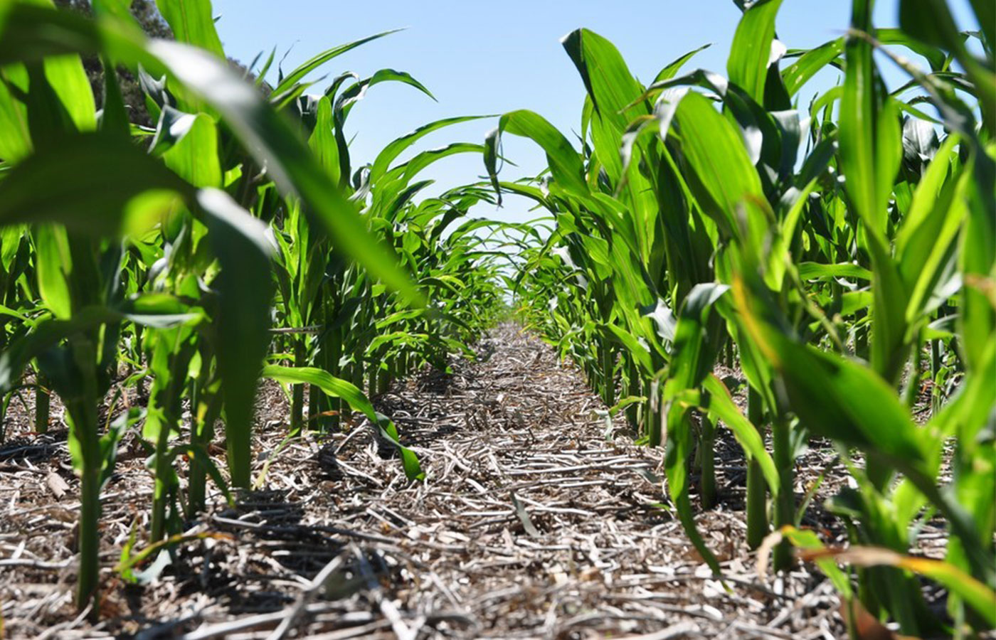 Aapresid Asociación Argentina De Productores En Siembra Directa