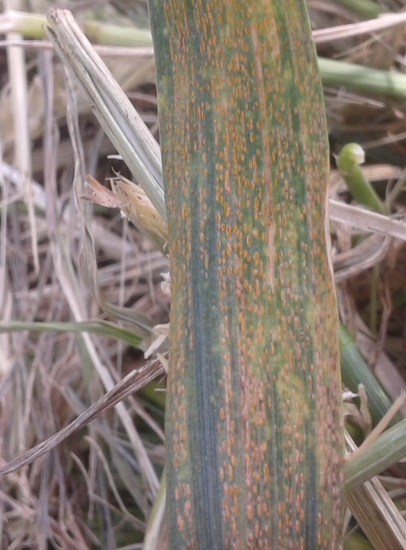 Roya estriada, lineal o amarilla (Puccinia striiformis f sp tritici)1 - Erreguerena INTA