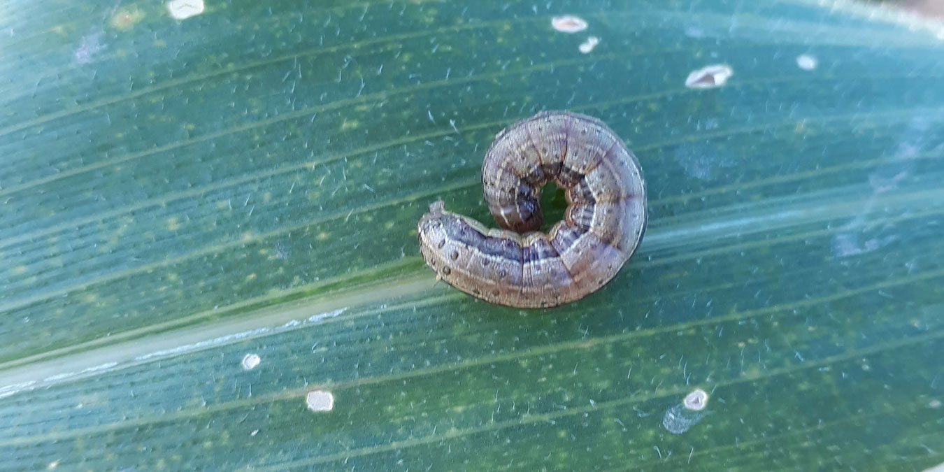 baseevaluacionescogollero