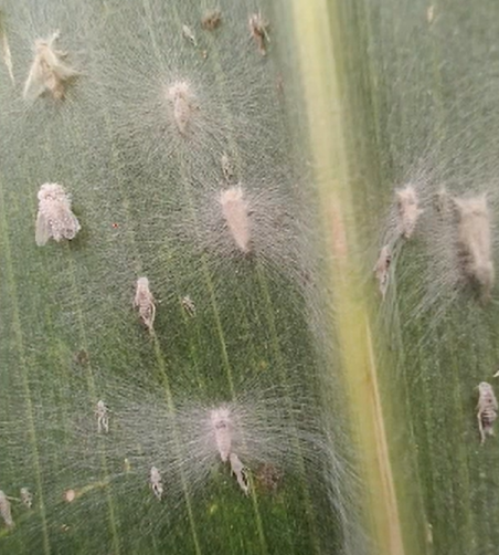 Control entomopatogeno